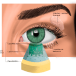 cual es el impacto de los androgenos en la salud ocular