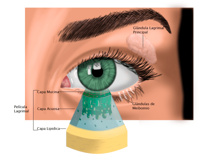 cual es el impacto de los androgenos en la salud ocular