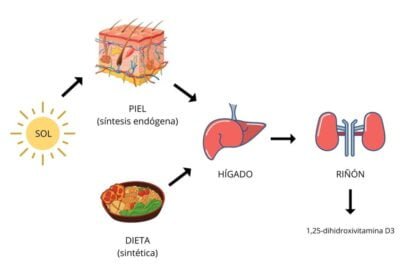 cual es el papel de la vitamina d en la salud hormonal