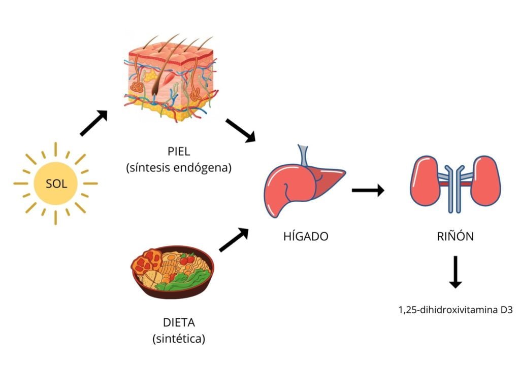 cual es el papel de la vitamina d en la salud hormonal