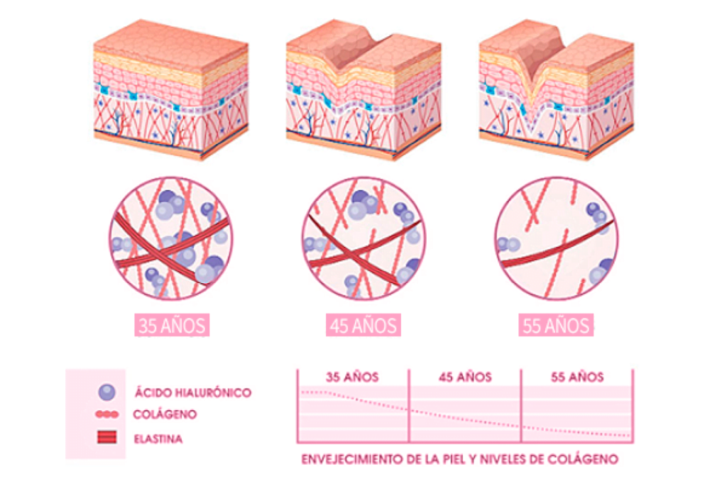 cual es el papel de las hormonas en el envejecimiento