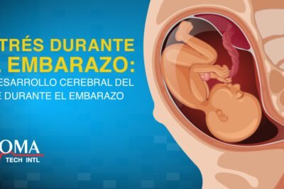 cual es el papel del cortisol durante el embarazo