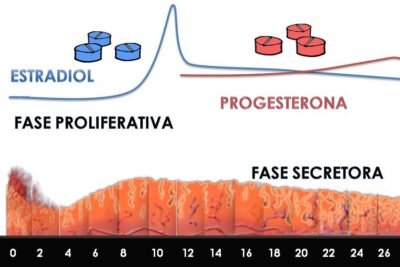 cual es el proceso de metabolizacion de la progesterona