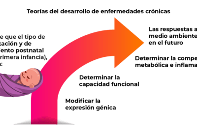 cual es el rol de las hormonas en la lactancia