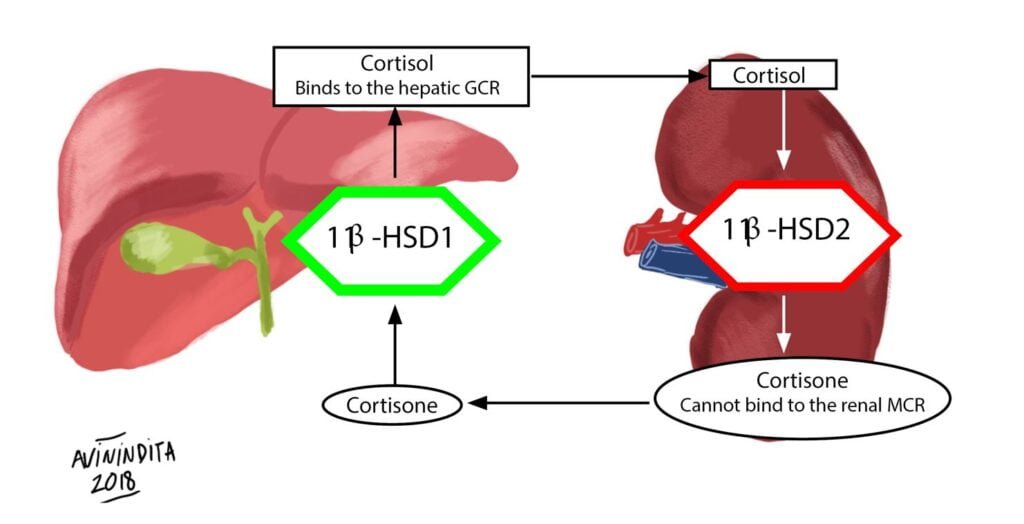 Cuál es la diferencia entre cortisol y cortisona 1 cual es la diferencia entre cortisol y cortisona