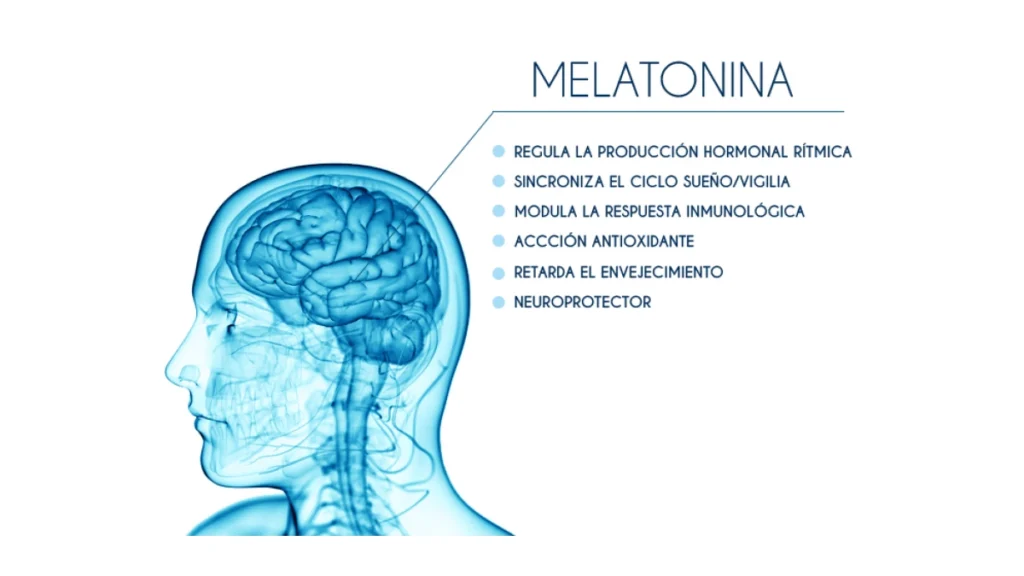 cual es la funcion de la melatonina en el cuerpo