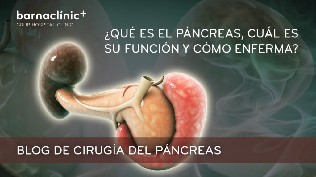 cual es la funcion del pancreas en el metabolismo