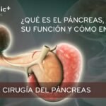 Cuál es la función del páncreas en el metabolismo