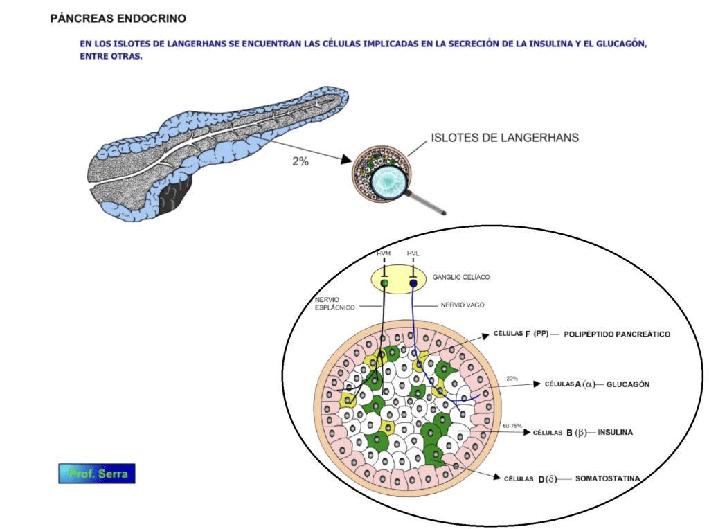 cual es la funcion del pancreas en la endocrinologia