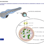 cual es la funcion del pancreas en la endocrinologia