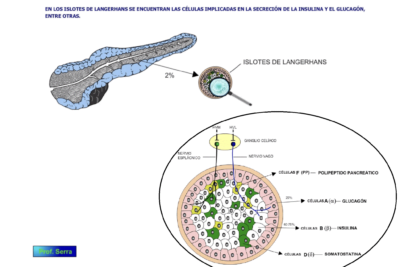 cual es la funcion del pancreas en la endocrinologia