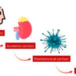 cual es la relacion entre cortisol y la inflamacion