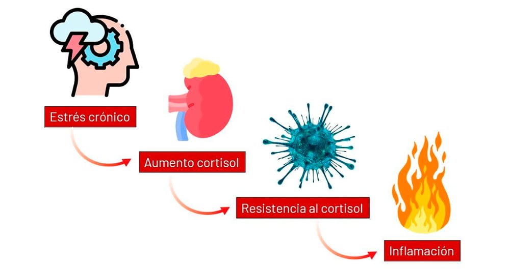 cual es la relacion entre cortisol y la inflamacion