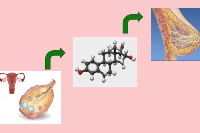 cual es la relacion entre estrogenos y cancer de mama