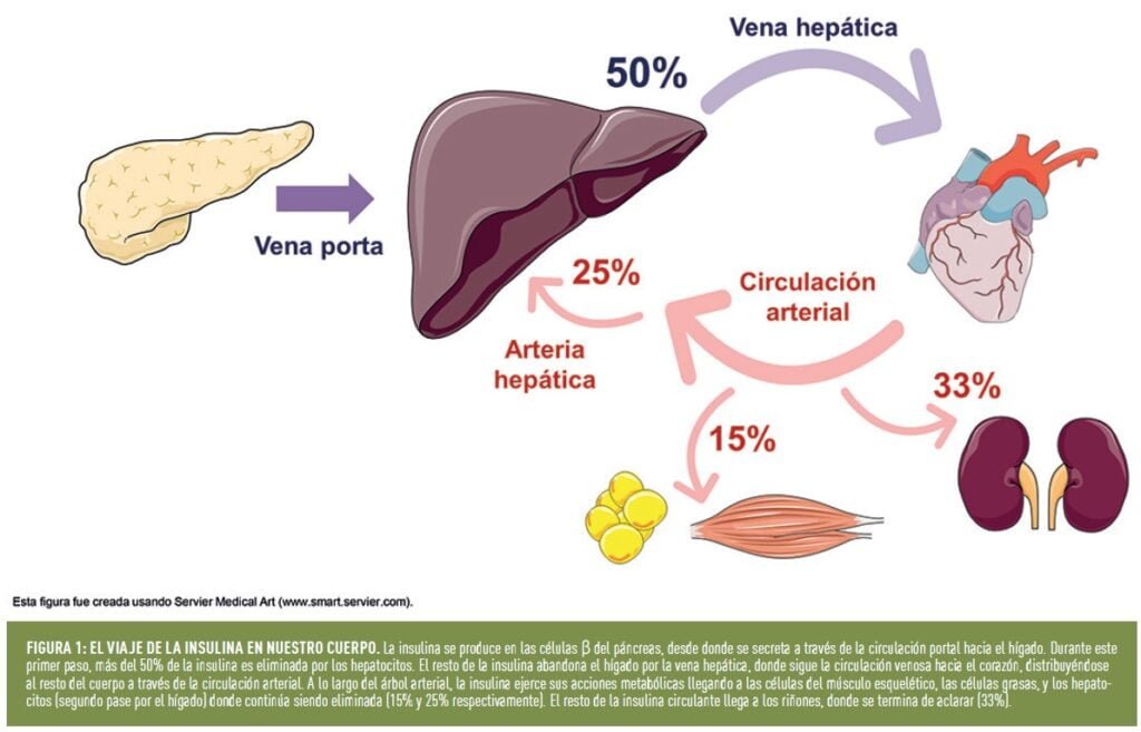 cual es la relacion entre insulina y salud hepatica