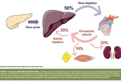 cual es la relacion entre insulina y salud hepatica