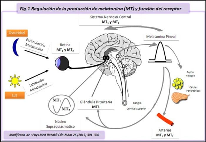 cual es la relacion entre la glandula pineal y el sueno