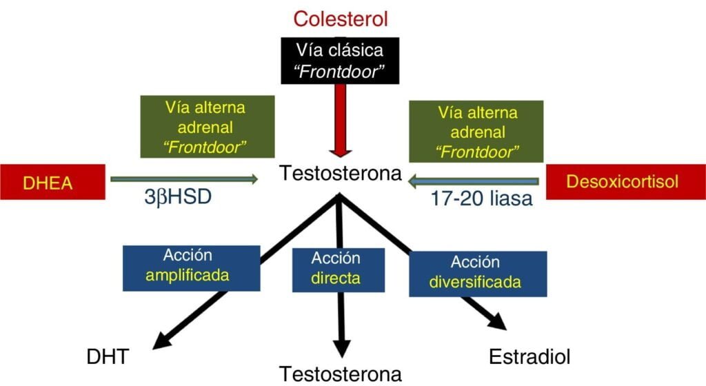 Cuáles son las diferencias entre testosterona y DHEA 1 cuales son las diferencias entre testosterona y dhea