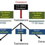 cuales son las diferencias entre testosterona y dhea