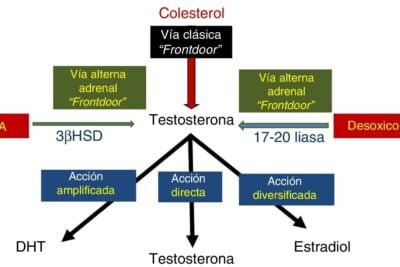 cuales son las diferencias entre testosterona y dhea