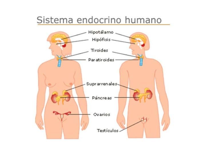 cuales son las glandulas exocrinas y endocrinas