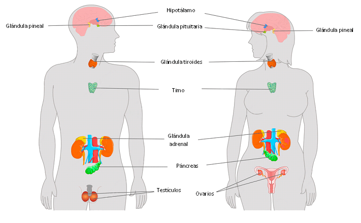 cuales son las principales glandulas del eje hormonal