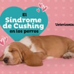 cuidado dental en pacientes con sindrome de cushing recomendaciones