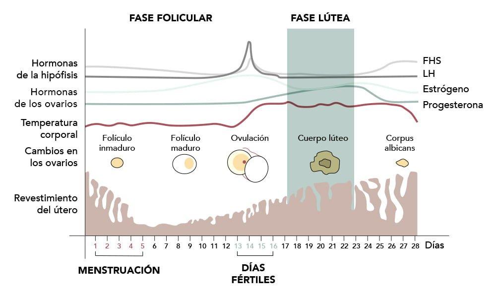 curso hormonal en mujeres etapas y cambios significativos