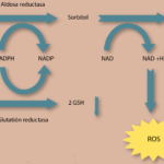 diabetes y microvascularidad relaciones y explicaciones clave