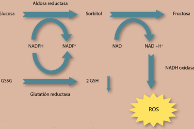 diabetes y microvascularidad relaciones y explicaciones clave