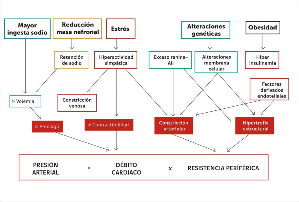 Diagnóstico de la hipertensión: métodos y pruebas clave a utilizar 1 diagnostico de la hipertension metodos y pruebas clave a utilizar