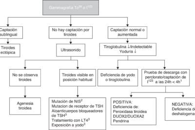 diagnostico temprano de disfunciones tiroideas pruebas clave