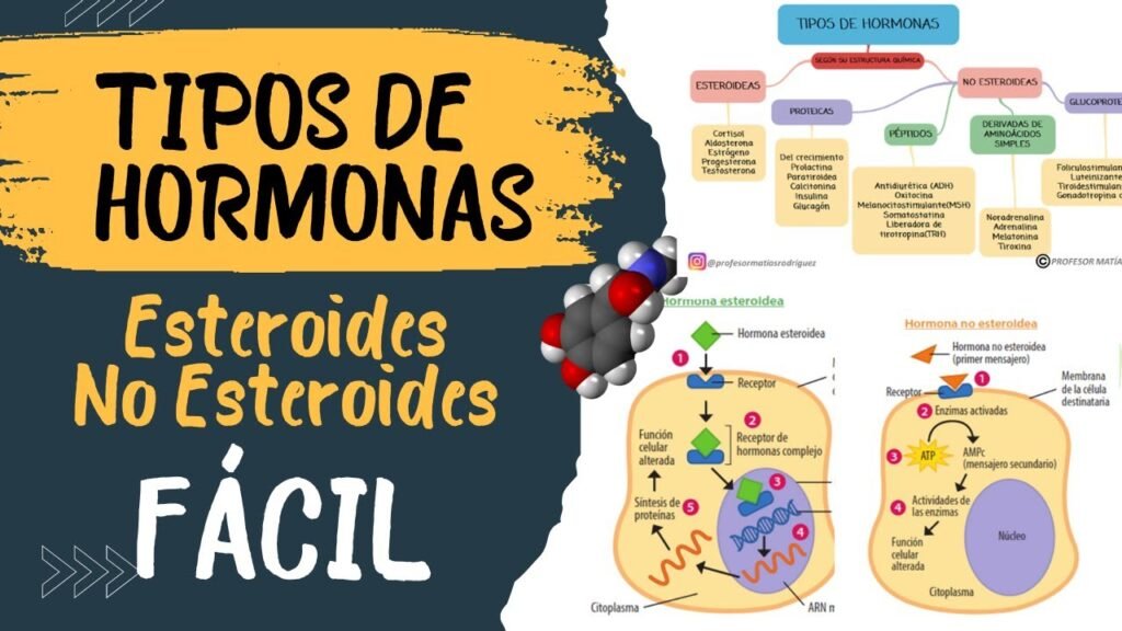 diferencias entre hormonas peptidicas y esteroides