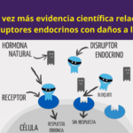 disruptores endocrinos efectos en la testosterona y salud