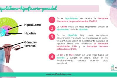 dolor menstrual y su relacion con el eje hormonal explicado