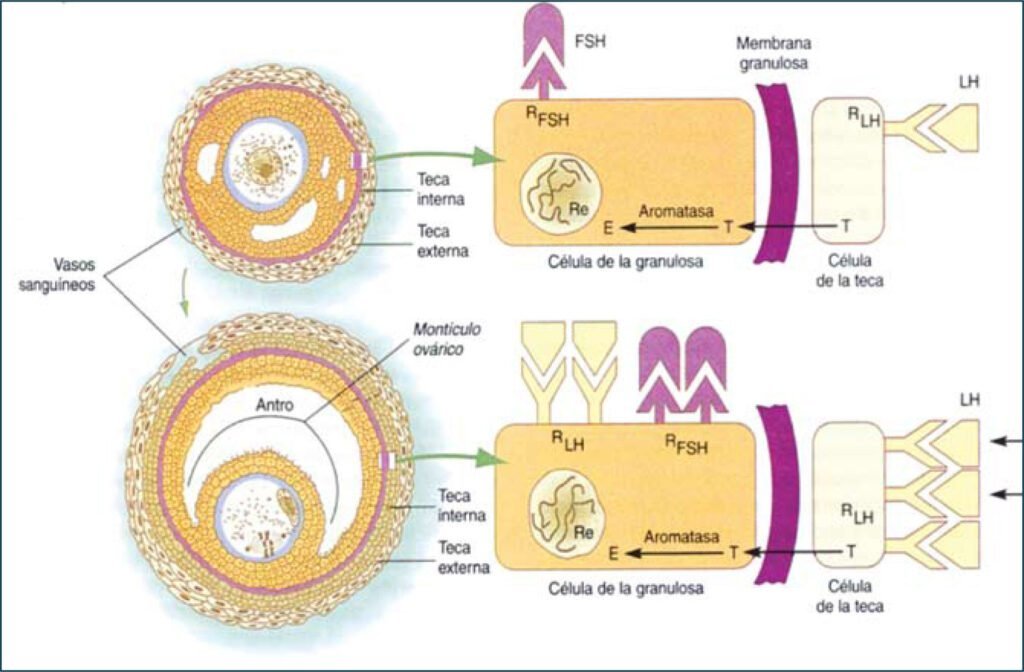 efecto de la edad en las hormonas peptidicas una revision