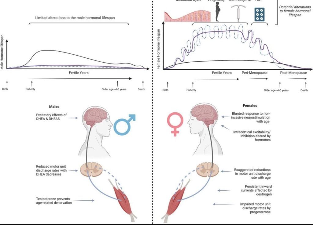 Efecto de la Edad en los Niveles Hormonales a Través de la Vida 1 efecto de la edad en los niveles hormonales a traves de la vida