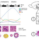 efecto del ciclo circadiano en la produccion de testosterona