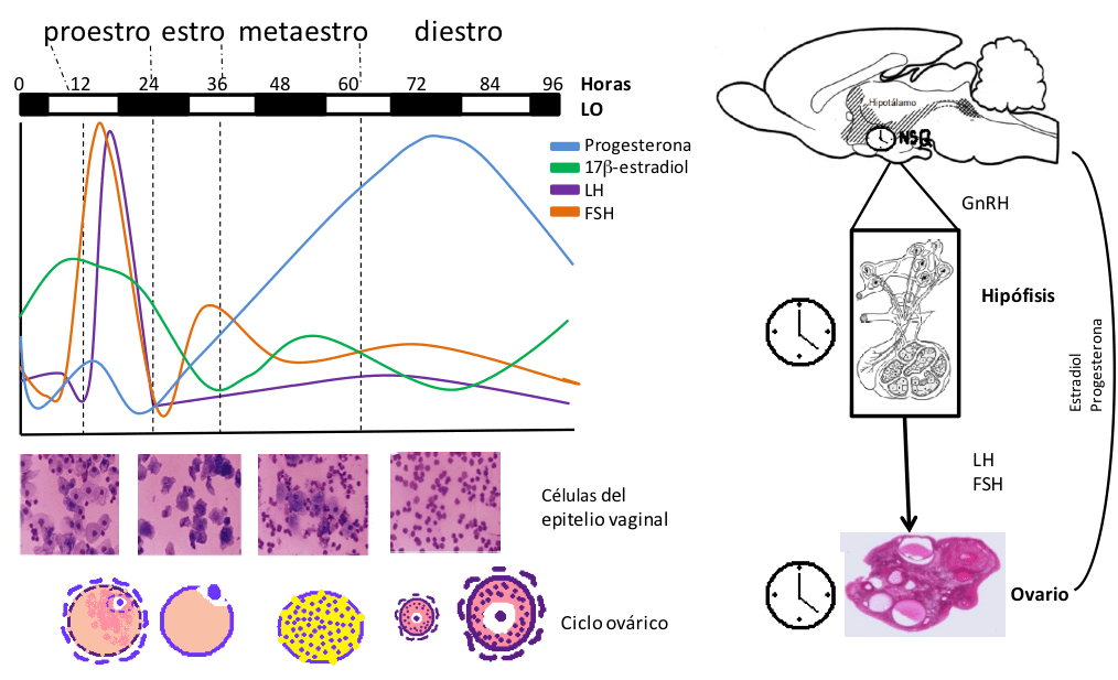 Efecto del ciclo circadiano en la producción de testosterona 1 efecto del ciclo circadiano en la produccion de testosterona