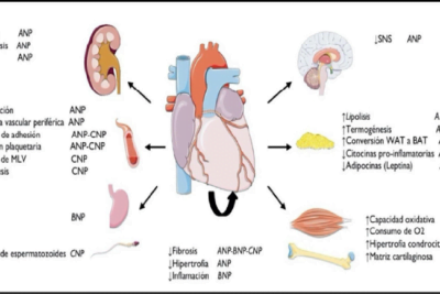 efectos de hormonas peptidicas en el funcionamiento cardiaco