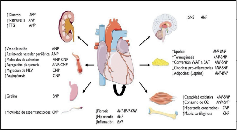 efectos de hormonas peptidicas en el funcionamiento cardiaco