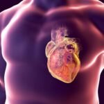 efectos de la testosterona en el sistema cardiovascular humano