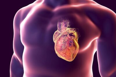 efectos de la testosterona en el sistema cardiovascular humano