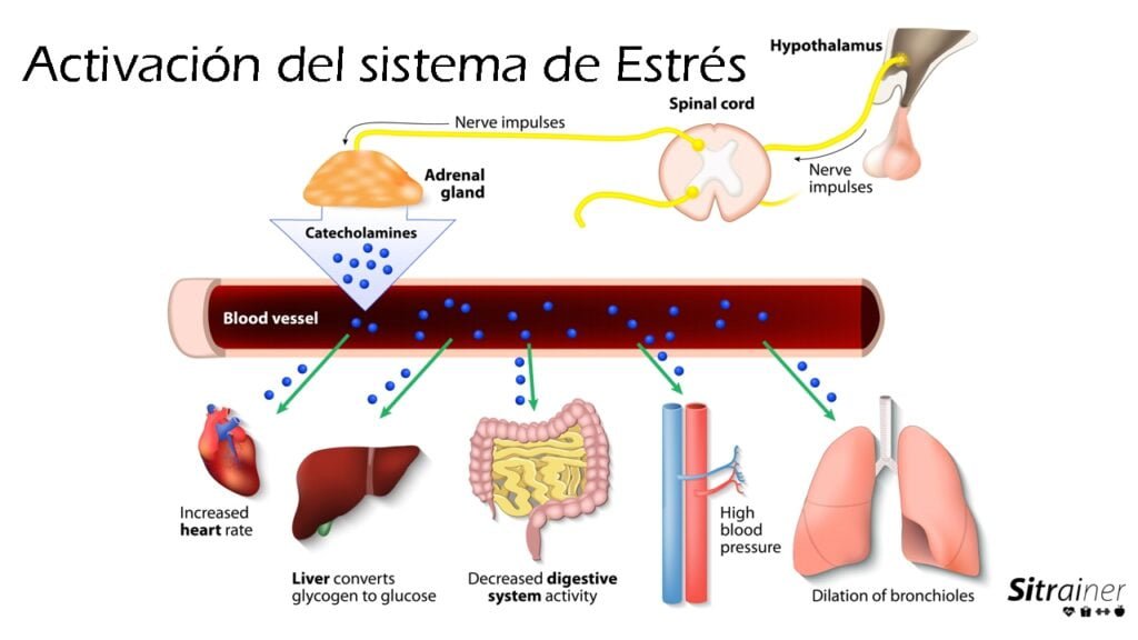 efectos de las hormonas del estres en la salud endocrina