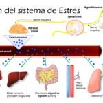 efectos de las hormonas del estres en la salud endocrina