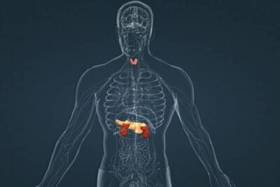 efectos de los desreguladores endocrinos en los estrogenos
