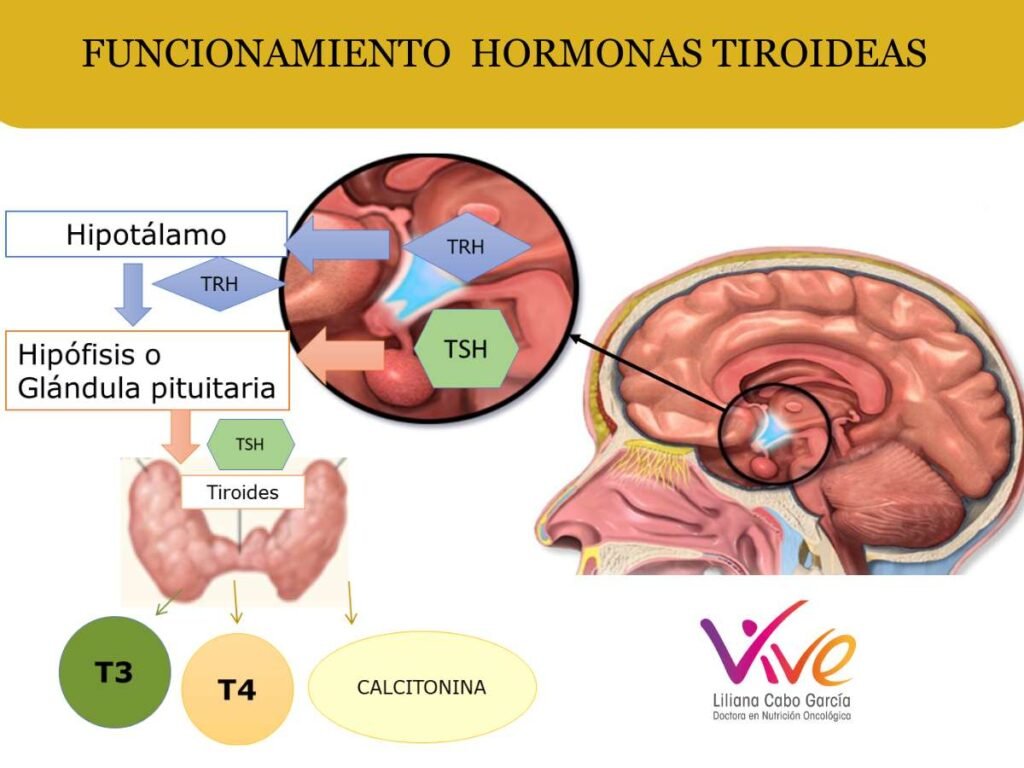 efectos y funcionamiento de las hormonas tiroides en el cuerpo