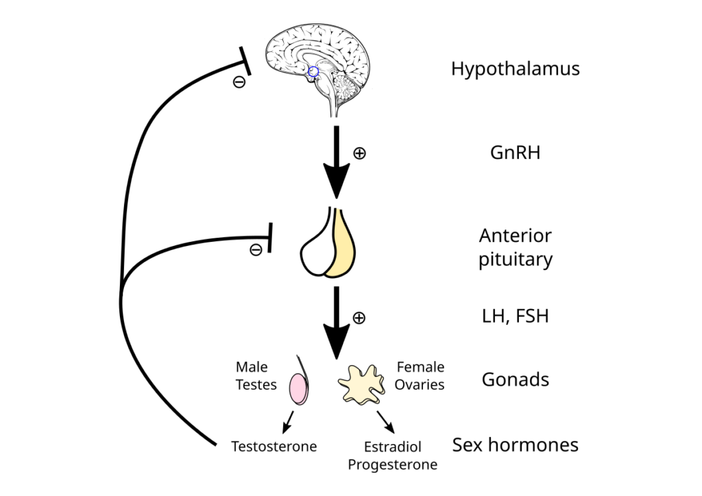 eje hipotalamo hipofisis gonadas y su efecto hormonal