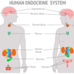 eje hormonal funcion e importancia en la salud humana