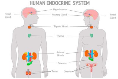 eje hormonal funcion e importancia en la salud humana